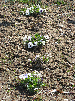 pansy unmulched